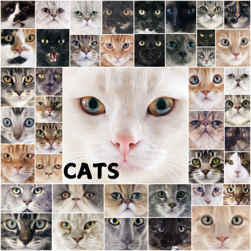 Different Types of Cats and Their Attitudes – Find the Perfect Feline Companion